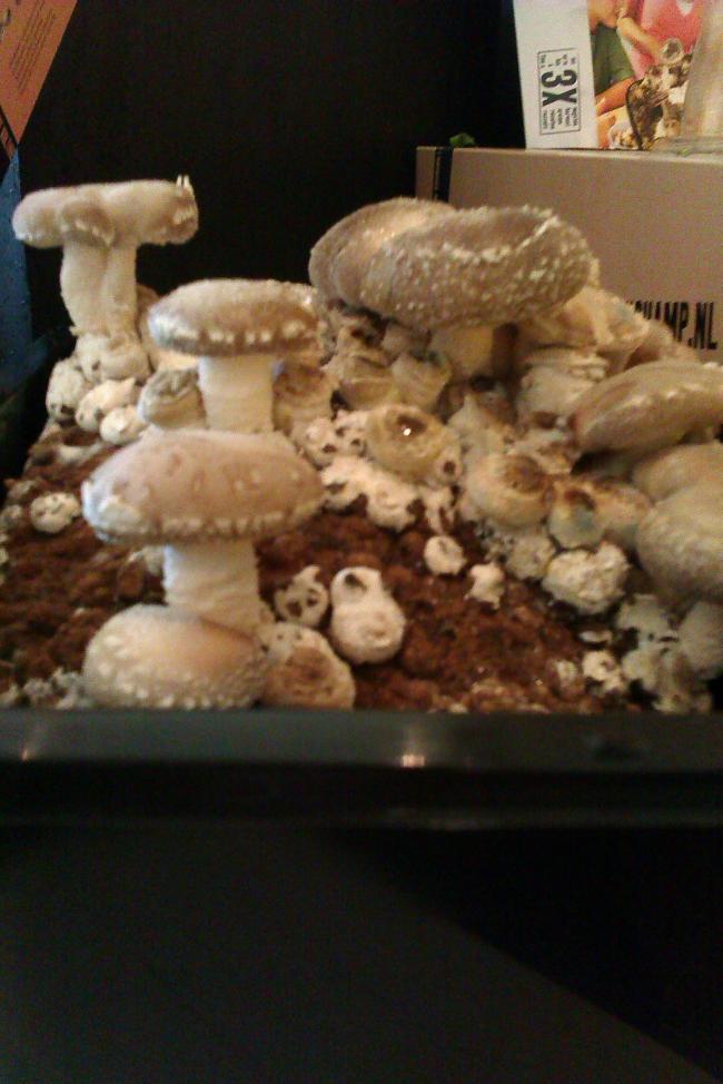 imag008030831360683797.jpg