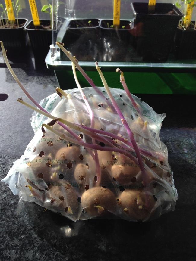 Te lange uitlopers van pootaardappelen afhalen? - Groente - Moestuin Forum