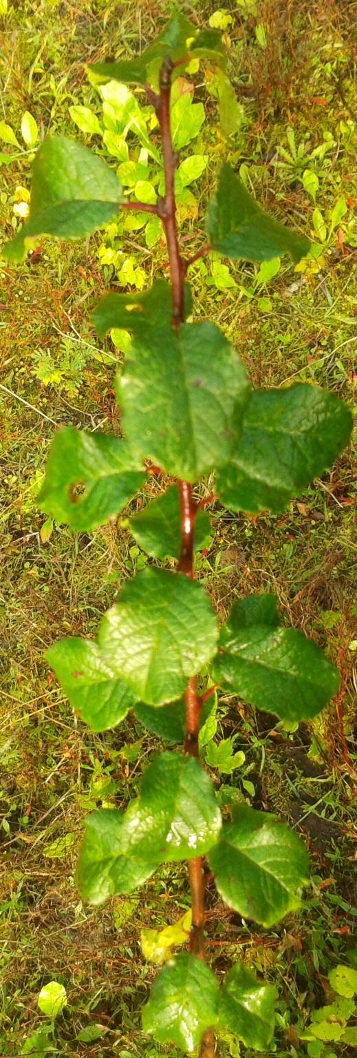 image45541409558549.jpg
