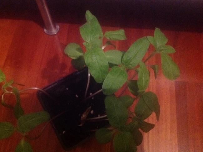 image53251559851496.jpg