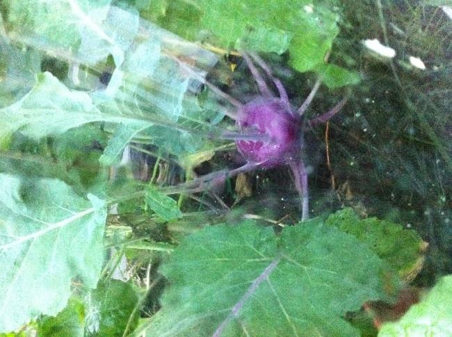 image53381402522235.jpg