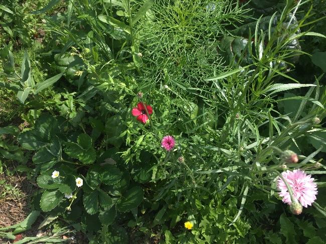 image53961499249286.jpg
