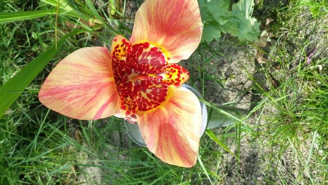 image59011439355651.jpg