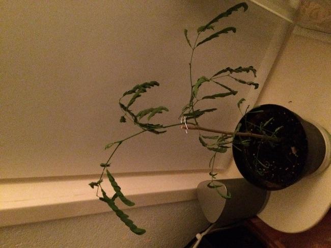 image62041428232527.jpg
