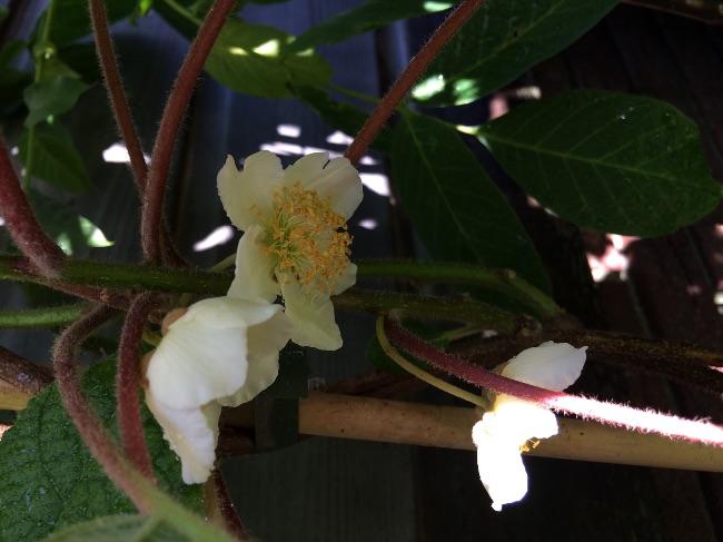image62531433763930.jpg