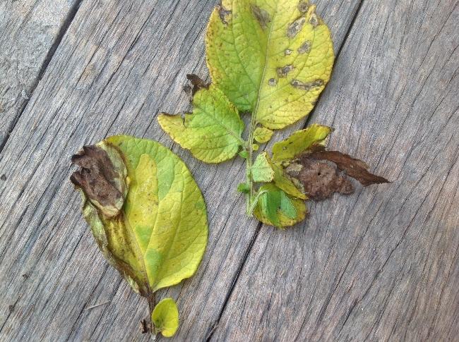image66821467830602.jpg
