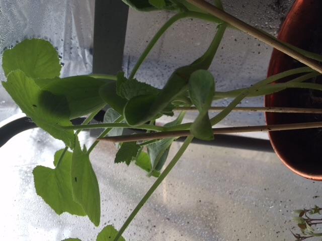 image67361461014802.jpeg
