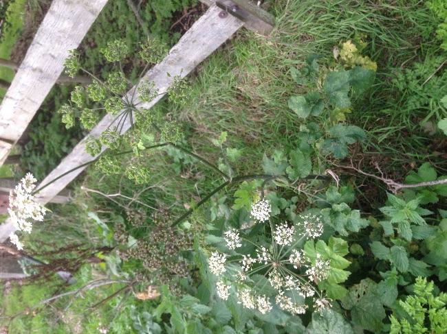 image74591506005581.jpg