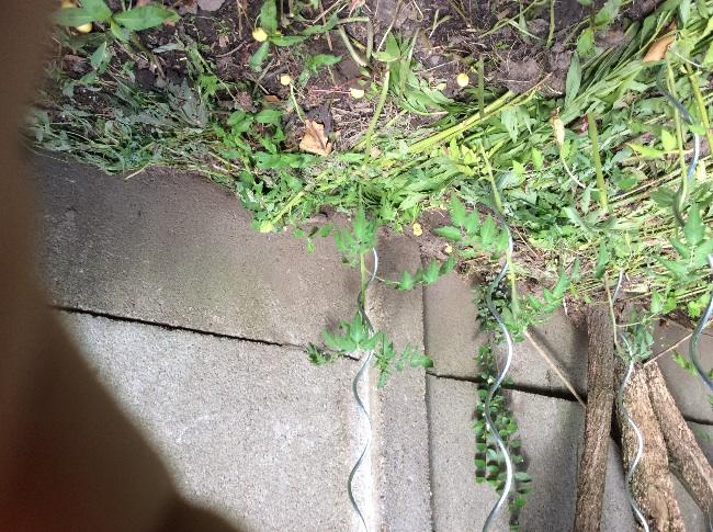 image82821403272311.jpg