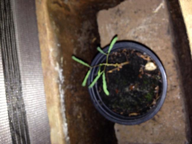 image82981402177755.jpg