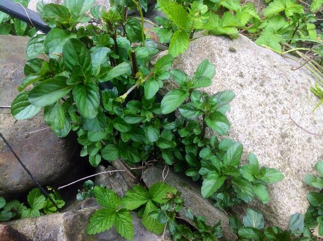image85641398001513.jpg