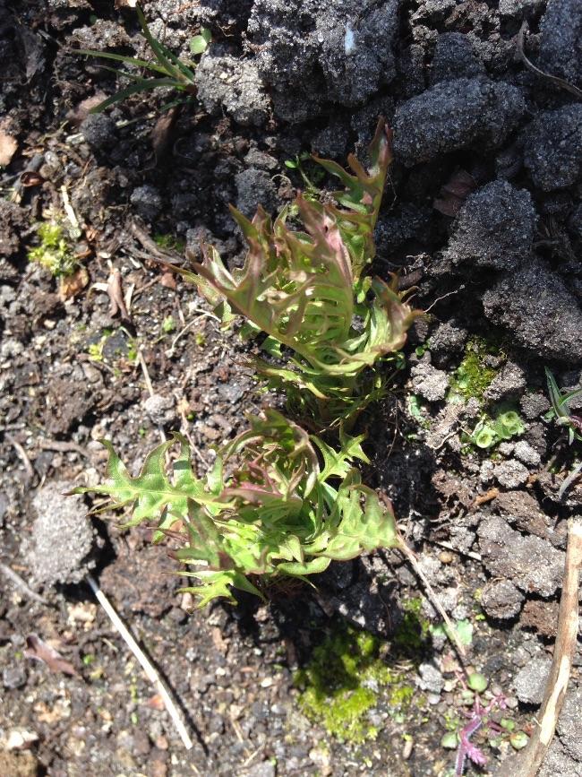 image90871429366742.jpg