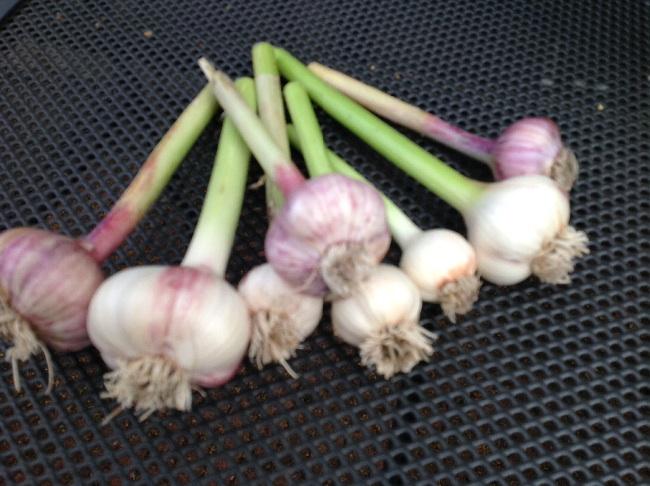 image93401403352165.jpg
