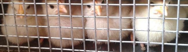 image94931521385769.jpeg