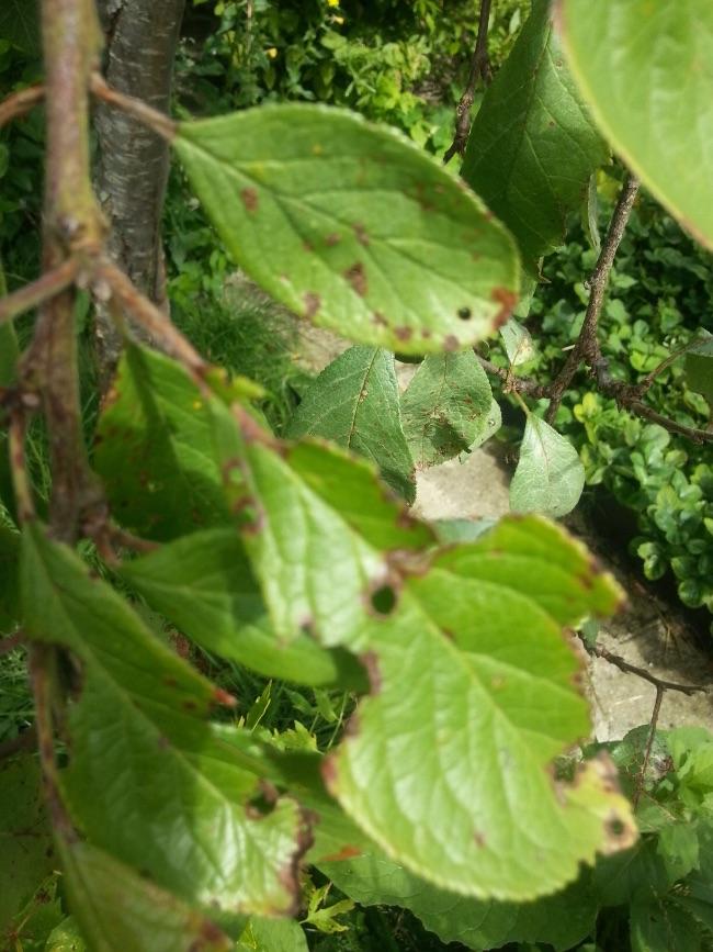 image96931470754932.jpeg