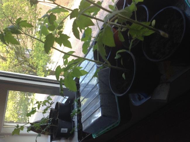 image97481492276654.jpeg