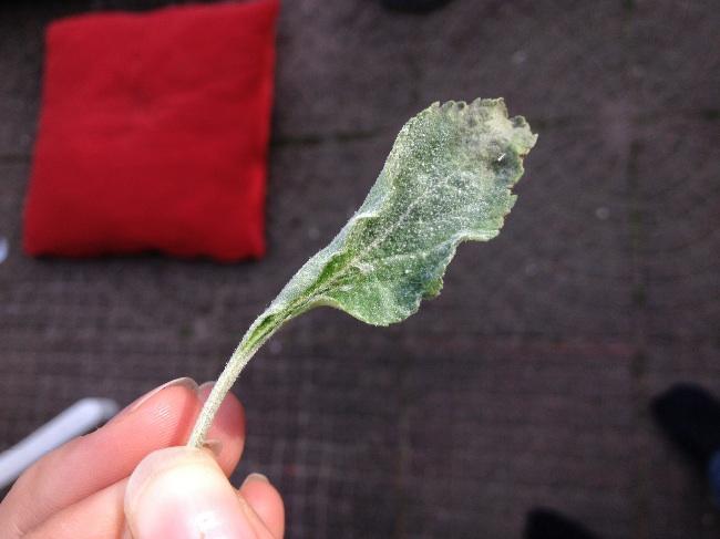 image97491396888267.jpg