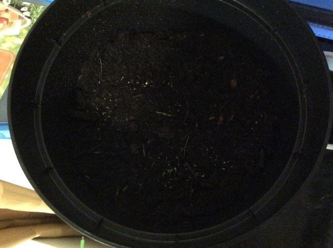 image98721422376786.jpg