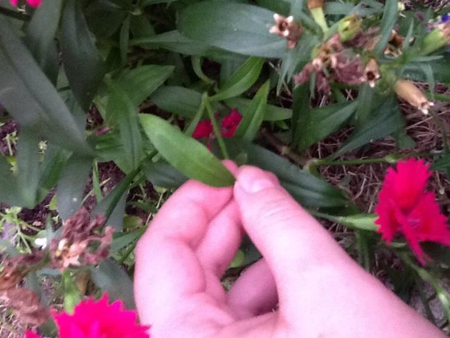 image98961381306600.jpg