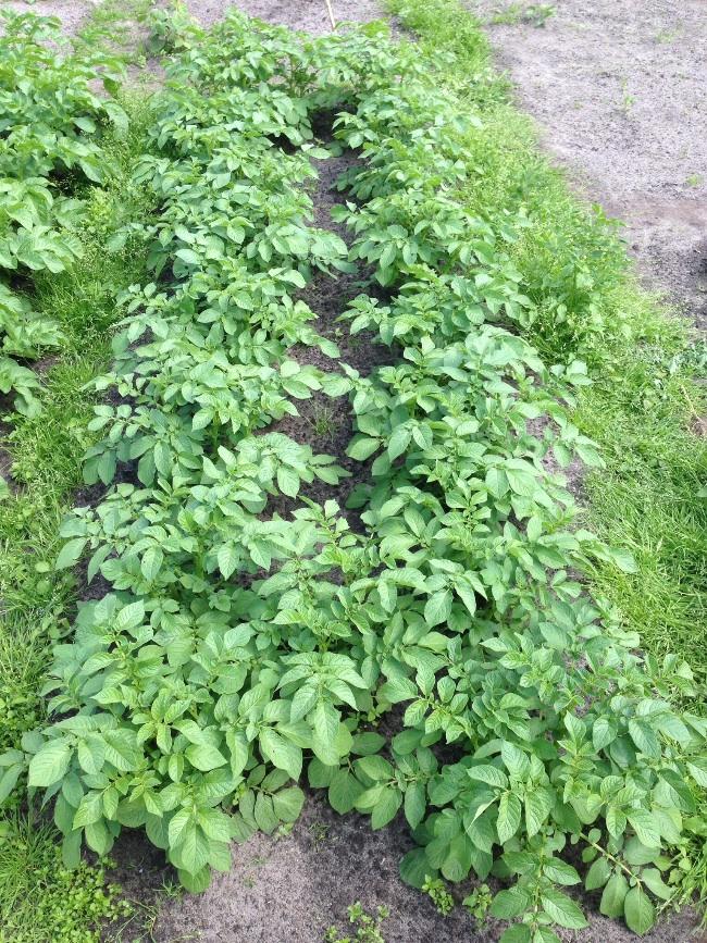 image99371401634488.jpg