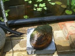 images-(25)31181371414998.jpg