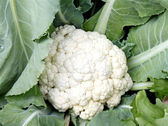 img0324-b-27-5-bloemkool-156911338494617.jpg