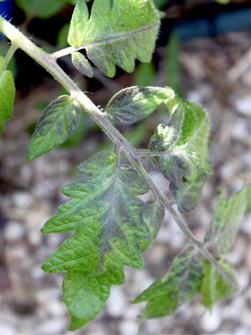 img0390-b-blueberry-blad25311339343434.jpg