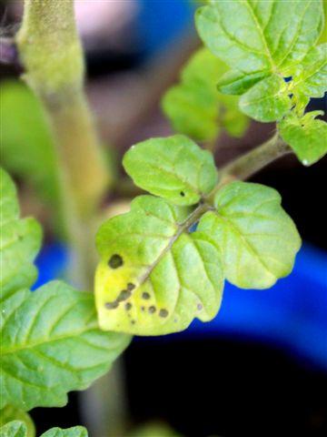 img0393-b-tomatenblad24491339343422.jpg