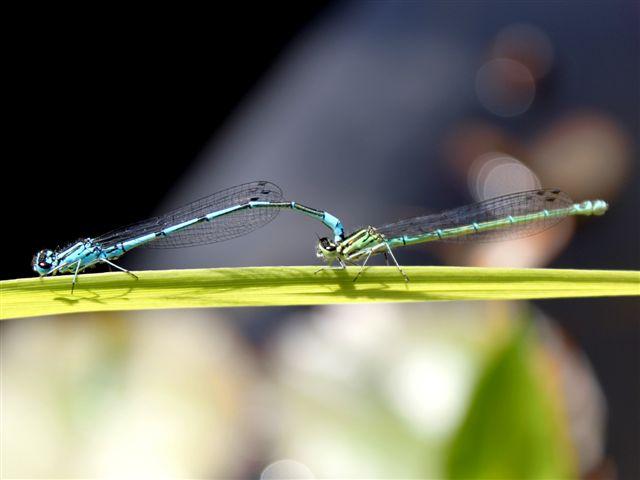 img0488-b-waterjuffers86461339343997.jpg
