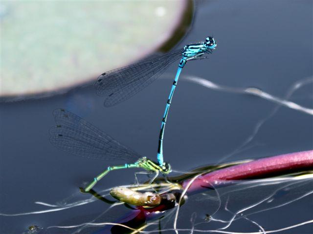 img0565-b-10-6-97111339421235.jpg