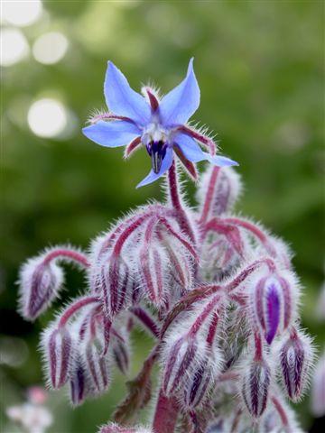 img0636-b-10-6-borage81971339420411.jpg