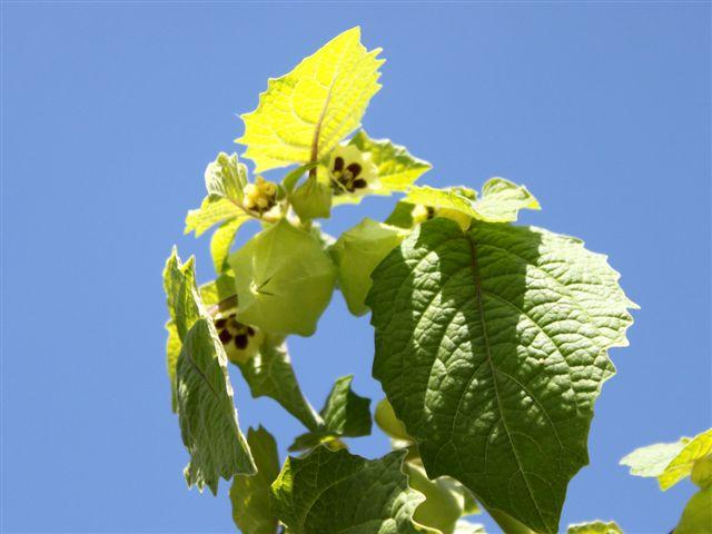 img0683-b-10-6-ananaskers62821339420695.jpg