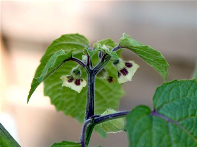 img0691-b-10-6-ananaskers53691339420704.jpg