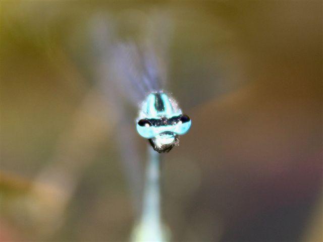 img0716-b-10-6-waterjuffer-portretje-xd81281339421261.jpg