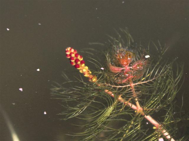 img0724-b-10-6-zuurstofplant-bloei42581339421149.jpg