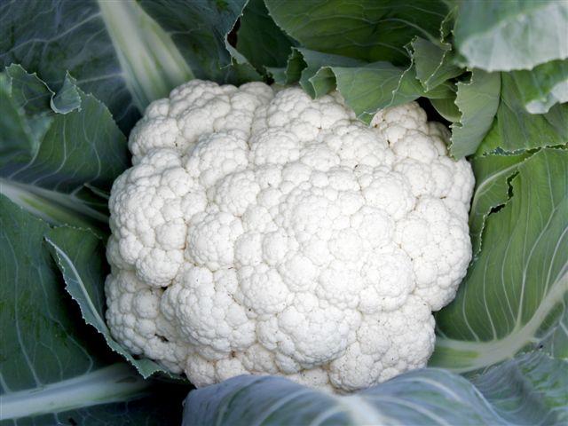 img0754-b-10-6-bloemkool-romanesco-moest-het-zijn42611339420958.jpg