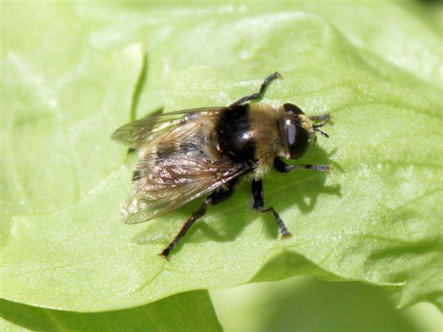 img0766-b-10-6-cremige-hommel23891339421364.jpg