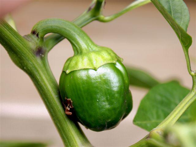 img0835-b-18-6-de-paprika-van-vorig-jaar77691340538109.jpg