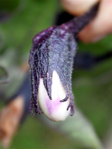 img0839-b-18-6-wedstrijd-aubergine-is-wit37241340538135.jpg