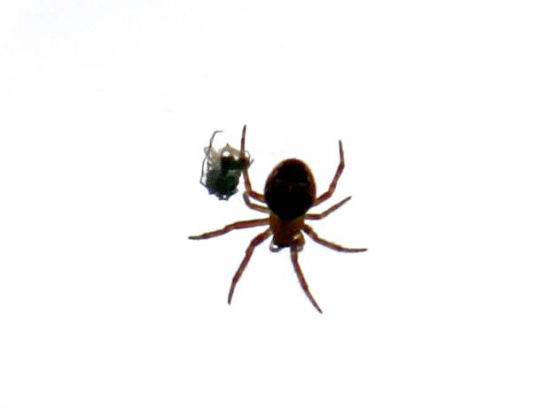 img0871-b-23-6-spinnetje-met-prooi15451340552847.jpg