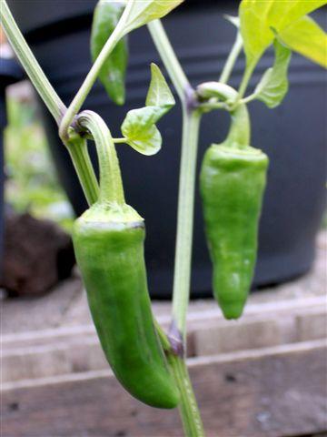 img0880-b-23-6-piment-d-espallette44141340553623.jpg