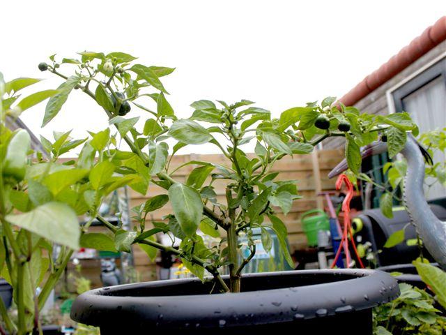 img0884-b-23-6--de-paprika-van-vorig-jaar83831340553354.jpg