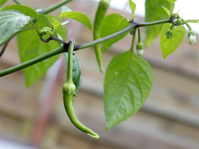 img0896-b-23-6-paprika-sweet-cayenne92791340553500.jpg