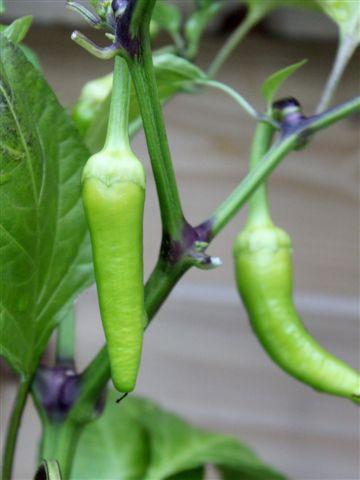 img0905-b-23-6-paprika-sweet-banana96711340553419.jpg