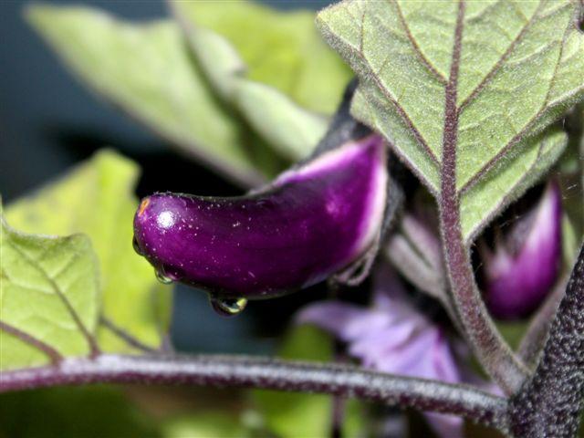 img0908-b-23-6-wedstrijd-aubergine-is-toch-paars43521340553034.jpg