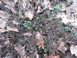 img0951resize79201330791118.JPG