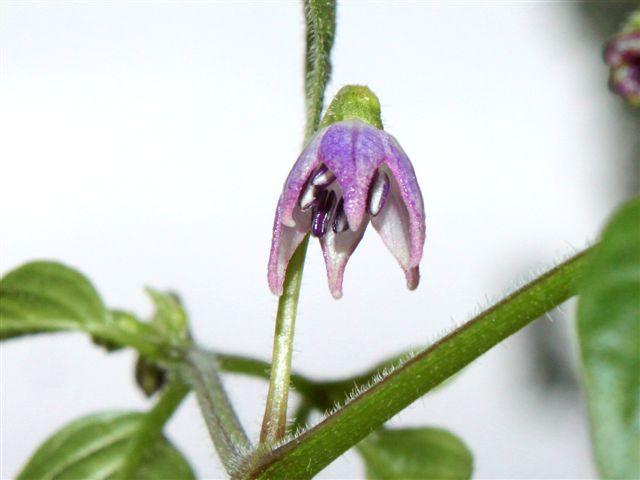 img1032-b-24-6-rocoto-aji-large-(2)85651340555208.jpg