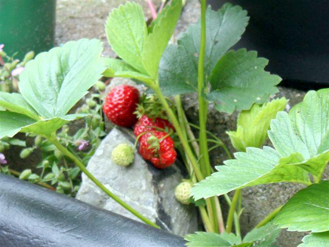img1038-b-24-6-aardbeien-bij-vijver-(2)52551340556596.jpg