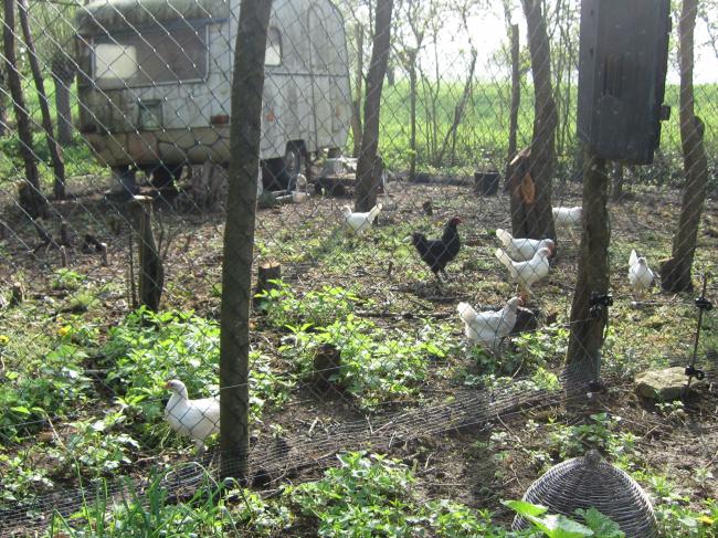 Gezocht Grote Netten Voor Kippenren Moestuin Forum Voor En Door