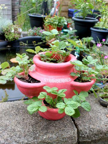 img1072-b-27-6-nieuwe-aarbeienpot-met-eigen-bosaardbeitjes45441340832573.jpg